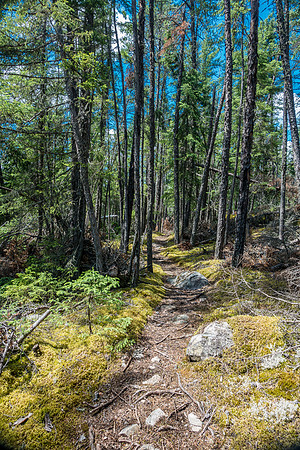Gorgeous section of portage trail.