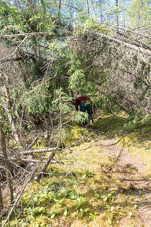 Ducking under trees covering the trail.