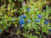 More delicious blueberries on the portage into Streak Lake. I ate more berries in 4 days than I usually do in a year or more!