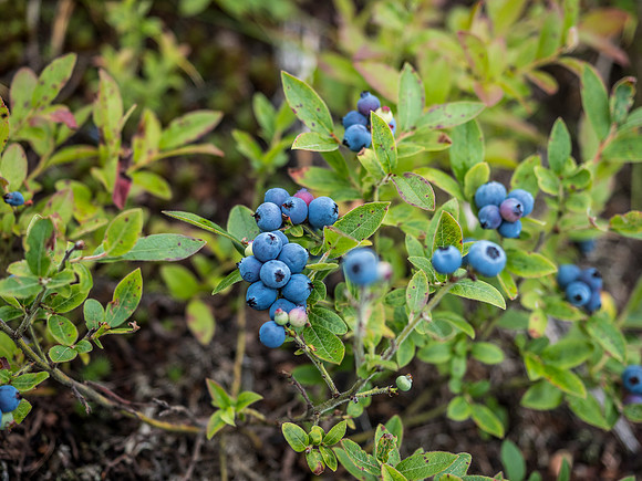 More delicious blueberries on the portage into Streak Lake. I ate more berries in 4 days than I usually do in a year or more!