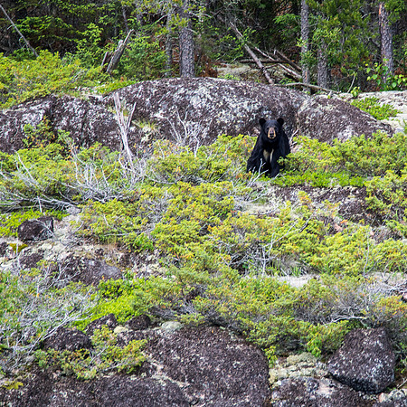 A very nice (and large) black bear was the reward for being in front of the group for a while.