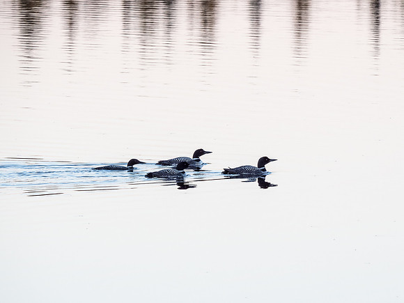 Loons on Glenn Lake.