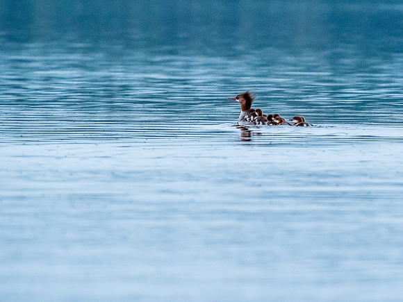 Merganser ducks.