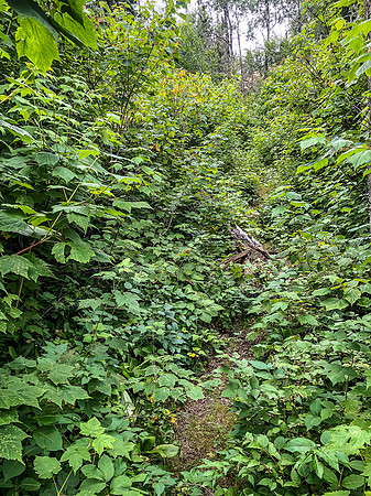 The portage between Amber and Nutria Lake.