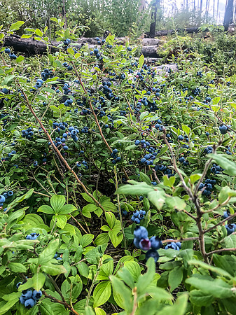 We ate hand fulls of these delicious blueberries along every portage in the first few days of travel.
