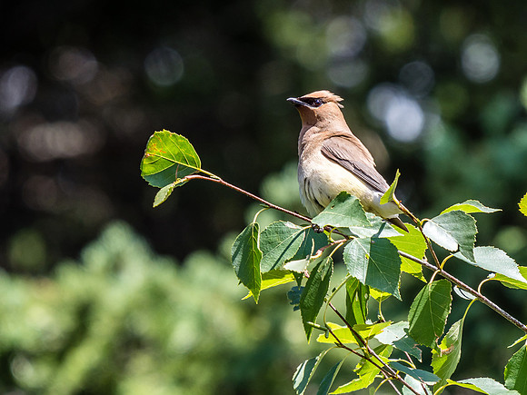 A Cedar Waxwing serenades us as our moods improve on Mexican Hat Lake.