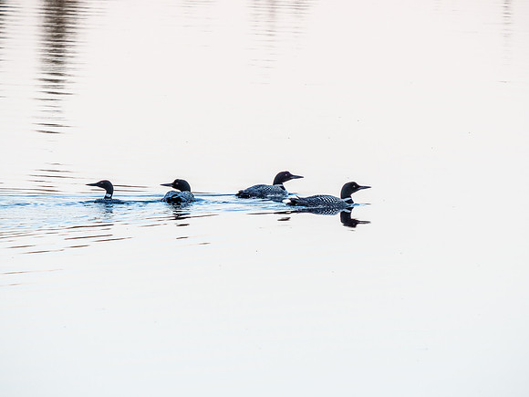 Loons on Glenn Lake.