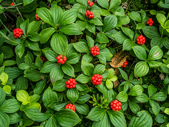 Dogwoods or "Bunchberries" dot the forest floor. Apparently they are edible but it's tough to separate the seed from the rest of the berry.