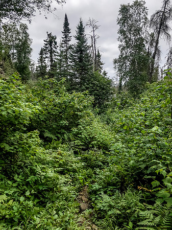 The portage between Amber and Nutria Lake.