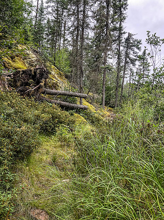 The portage between Amber and Nutria Lake.