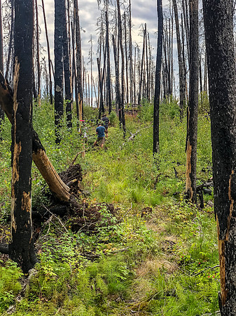 This area obviously burnt in the recent past (~2005) but the portage trails have been rebuilt and are obvious and easy to find.