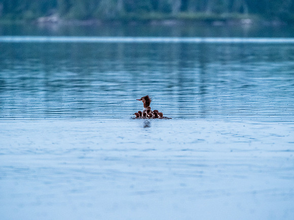 Merganser ducks.