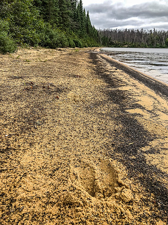 Tracks in the sand.