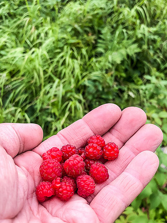 We didn't get quite as many wild raspberries as blueberries but dang were these suckers GOOD! Small and sweet, they beckoned like gold
