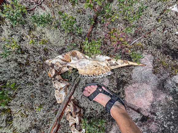 Moose remains.