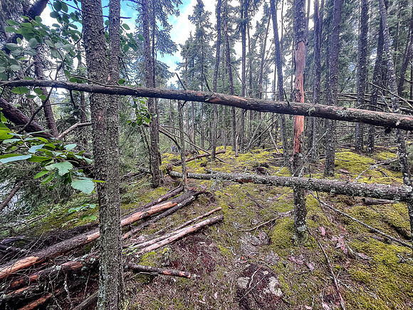 Some deadfall on another portage towards East Lunch.