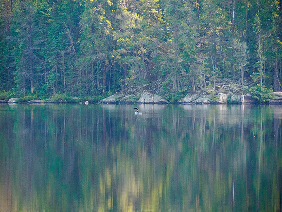 A loon on Bunny Lake.