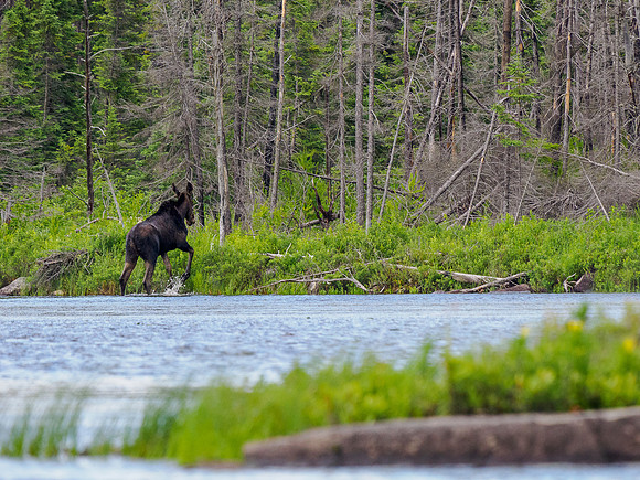 A moose in East Lunch Lake.