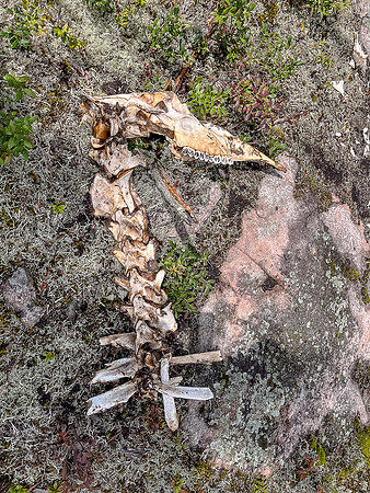 Moose remains.