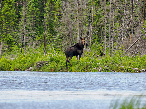 A moose in East Lunch Lake.