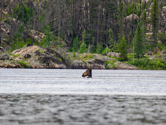 A moose in East Lunch Lake.