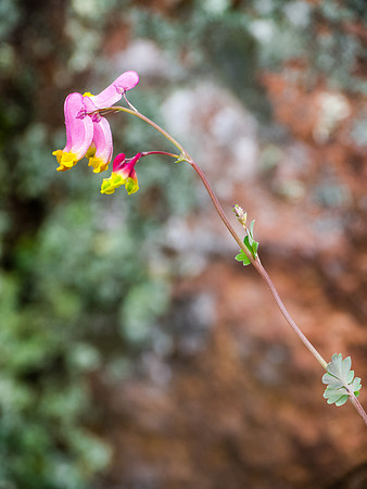 Flora.