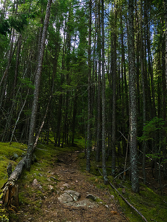 A great portage trail - the first few days had very good trails.