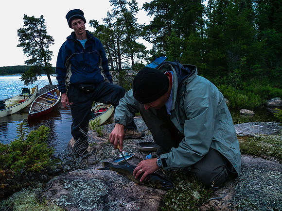 Fresh walleye for a late night snack.