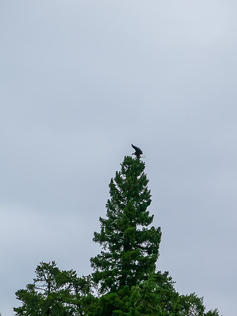 Bald Eagle.