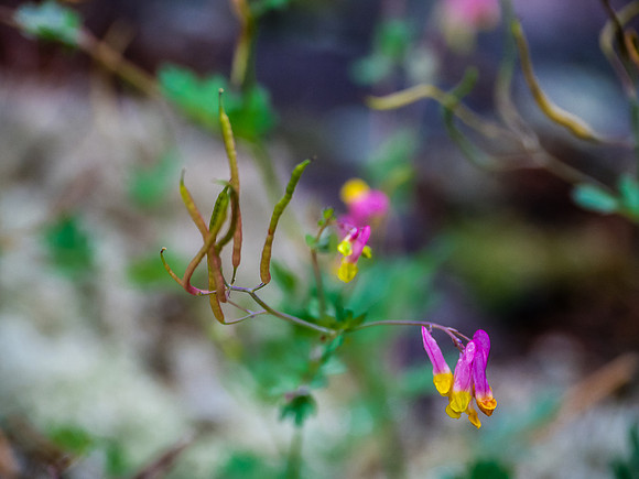 Flora.