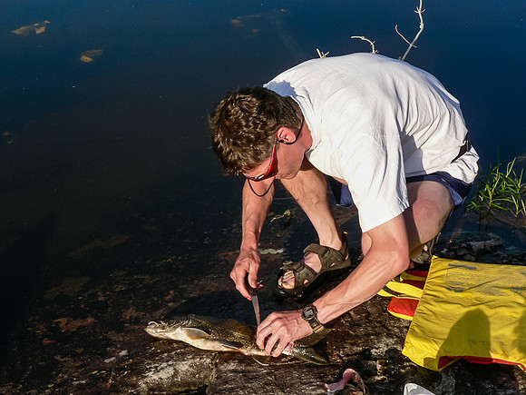 Cleaning fish on Haggart Lake.