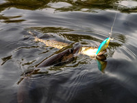 Fishing on Jestor Lake. One fish catches another, bigger fish!