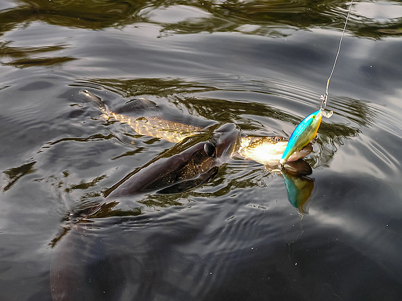 Fishing on Jestor Lake. One fish catches another, bigger fish!