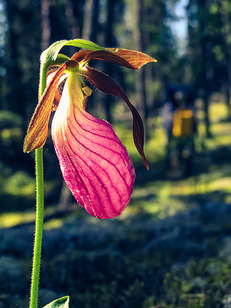Walking along another portage finding my favorite flower - the Ladies Slipper.