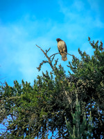 This Osprey was not happy with our fishing in its territory!