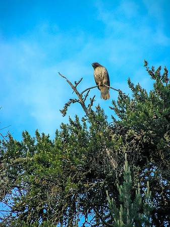 This Osprey was not happy with our fishing in its territory!