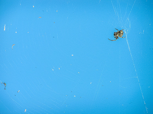 The camp kitchen wildlife.