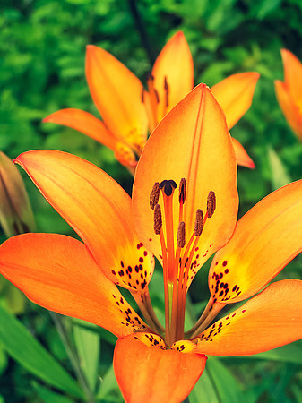 Woodland Lily