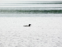 There's nothing that says "Canadian wild" like the call of a loon.