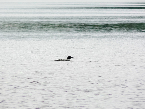 There's nothing that says "Canadian wild" like the call of a loon.