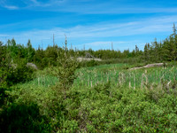Typical WCPP portage includes forest, bog and rocks. This is the 300m portage into the Haggart River.