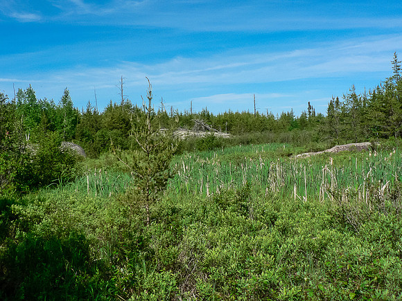 Typical WCPP portage includes forest, bog and rocks. This is the 300m portage into the Haggart River.