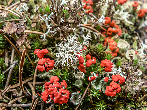 Canadian Shield flora.