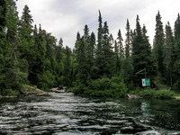 Saying goodbye to Woodland Caribou.