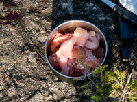 Lake Trout for supper!