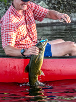 Beautiful fish that fight harder the close they get to the boat.