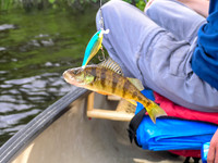 Fishing on Jestor Lake - a tiny Perch.