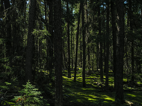 Beautiful WCPP forest in morning lighting. This is all burnt as of 2016.