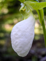Along one of the portages on the Garner River I spotted my first white Lady's Slipper - these are pretty rare and are considered "endangered" in Ontario.