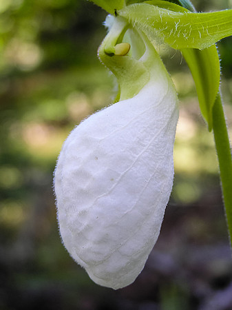 Along one of the portages on the Garner River I spotted my first white Lady's Slipper - these are pretty rare and are considered "endangered" in Ontario.